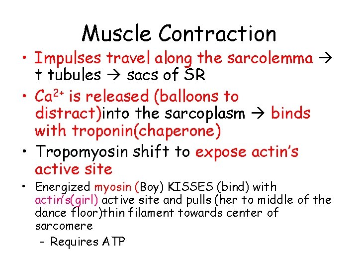 Muscle Contraction • Impulses travel along the sarcolemma t tubules sacs of SR •