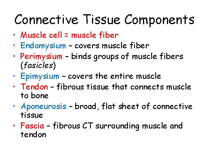 Connective Tissue Components • Muscle cell = muscle fiber • Endomysium – covers muscle