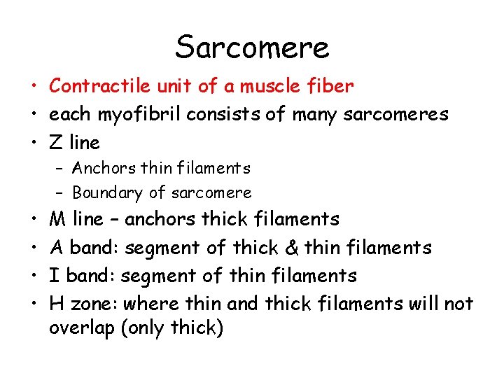 Sarcomere • Contractile unit of a muscle fiber • each myofibril consists of many