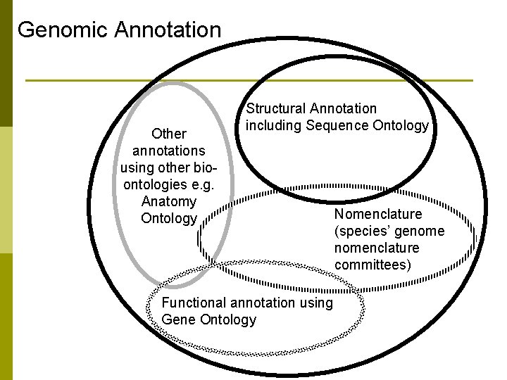 Genomic Annotation Other annotations using other bioontologies e. g. Anatomy Ontology Structural Annotation including