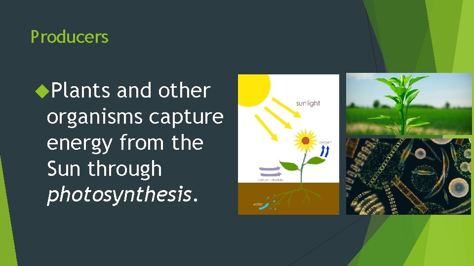 Notes Food Chains and Food Webs Energy Everything