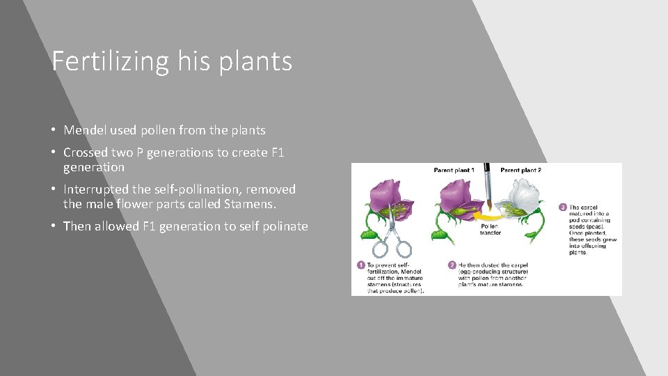 Fertilizing his plants • Mendel used pollen from the plants • Crossed two P Fertilizing his plants • Mendel used pollen from the plants • Crossed two P