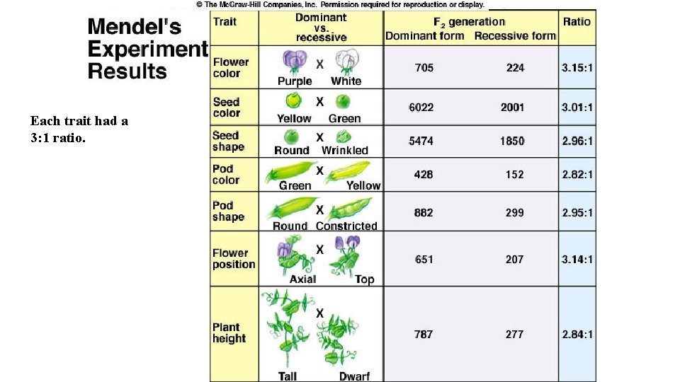 Each trait had a 3: 1 ratio. Each trait had a 3: 1 ratio.