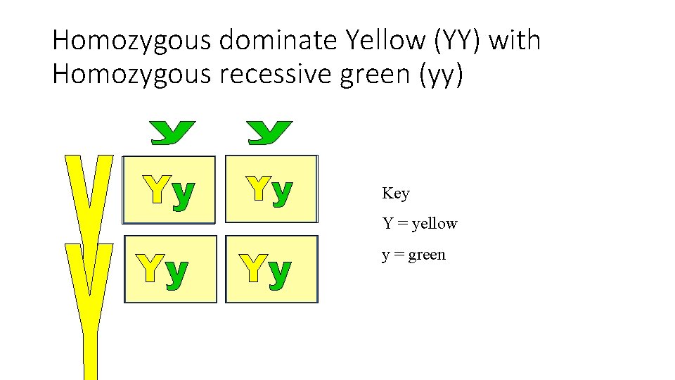Homozygous dominate Yellow (YY) with Homozygous recessive green (yy) Yy Yy Key Y = Homozygous dominate Yellow (YY) with Homozygous recessive green (yy) Yy Yy Key Y =