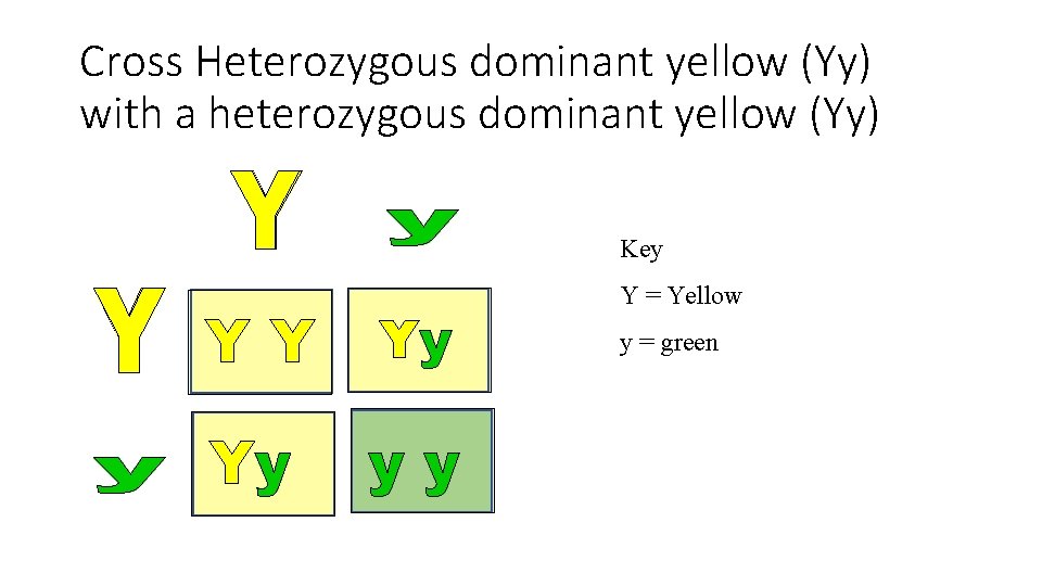 Cross Heterozygous dominant yellow (Yy) with a heterozygous dominant yellow (Yy) Key YY Yy Cross Heterozygous dominant yellow (Yy) with a heterozygous dominant yellow (Yy) Key YY Yy