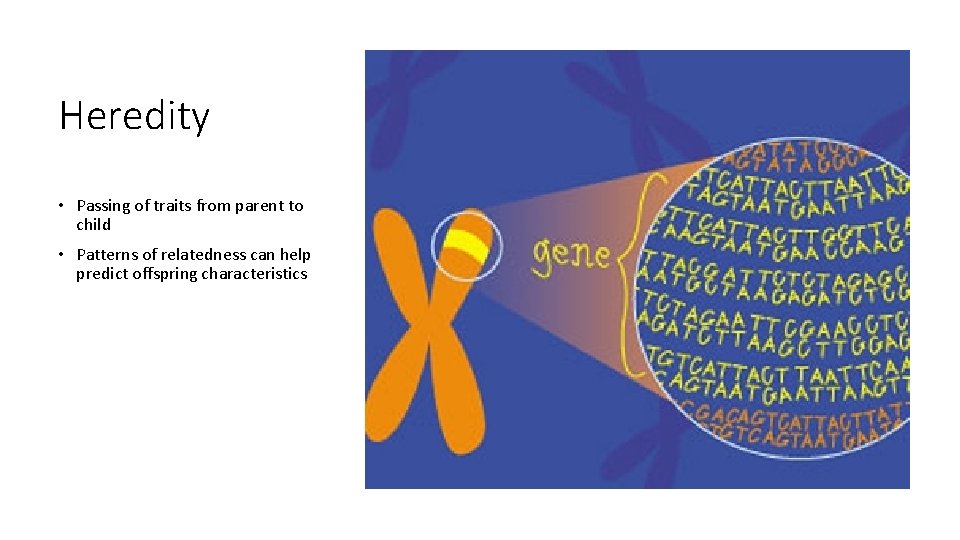 Heredity • Passing of traits from parent to child • Patterns of relatedness can Heredity • Passing of traits from parent to child • Patterns of relatedness can