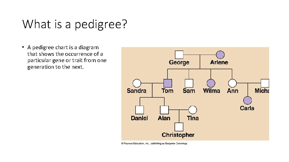 What is a pedigree? • A pedigree chart is a diagram that shows the What is a pedigree? • A pedigree chart is a diagram that shows the