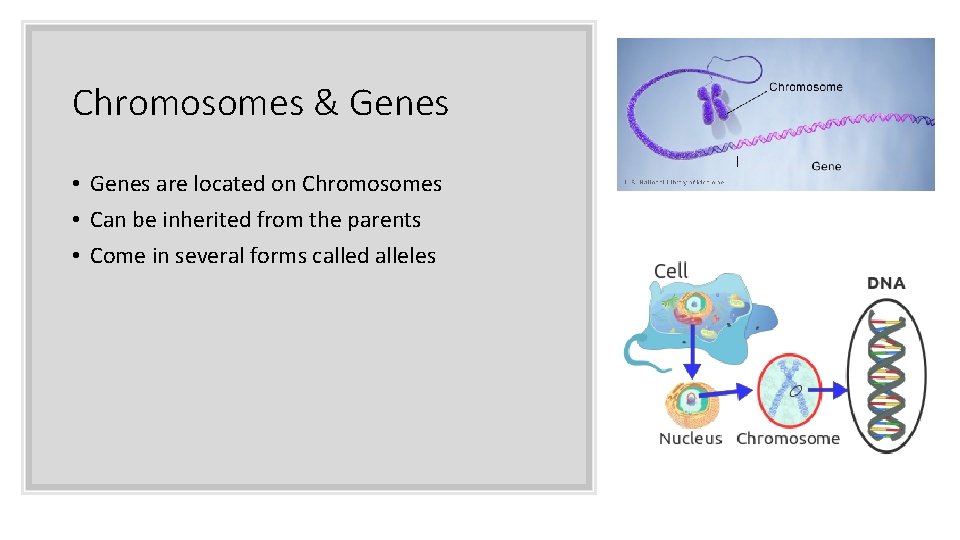 Chromosomes & Genes • Genes are located on Chromosomes • Can be inherited from Chromosomes & Genes • Genes are located on Chromosomes • Can be inherited from