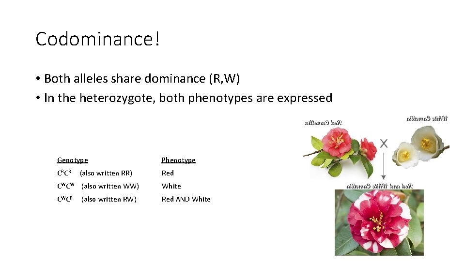 Codominance! • Both alleles share dominance (R, W) • In the heterozygote, both phenotypes Codominance! • Both alleles share dominance (R, W) • In the heterozygote, both phenotypes