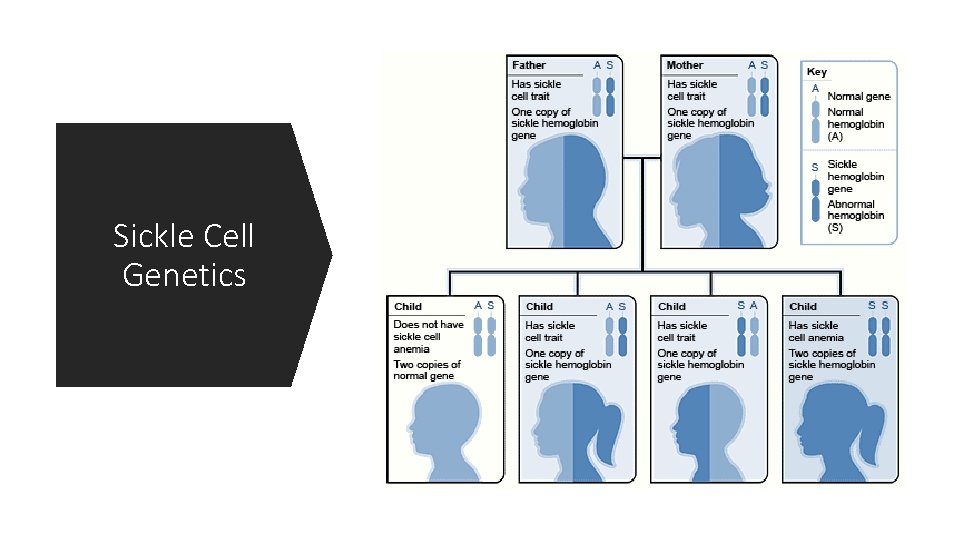 Sickle Cell Genetics Sickle Cell Genetics
