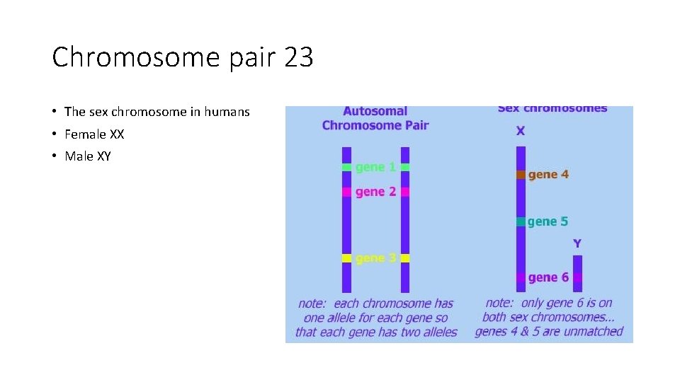 Chromosome pair 23 • The sex chromosome in humans • Female XX • Male Chromosome pair 23 • The sex chromosome in humans • Female XX • Male