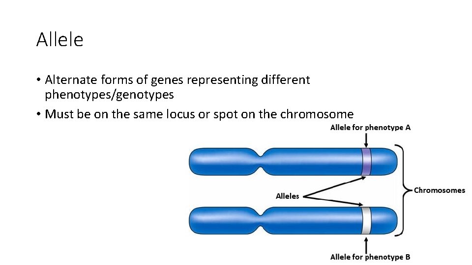 Allele • Alternate forms of genes representing different phenotypes/genotypes • Must be on the Allele • Alternate forms of genes representing different phenotypes/genotypes • Must be on the