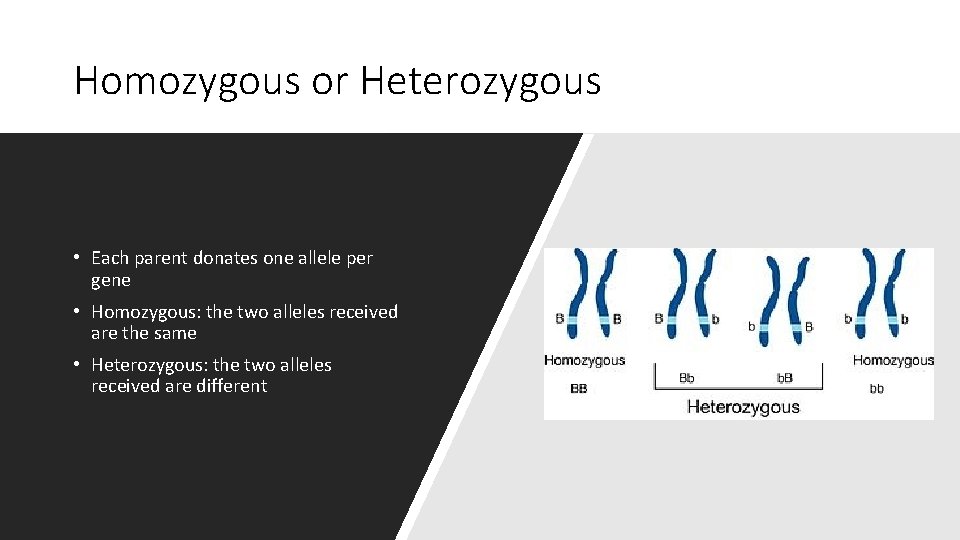 Homozygous or Heterozygous • Each parent donates one allele per gene • Homozygous: the Homozygous or Heterozygous • Each parent donates one allele per gene • Homozygous: the