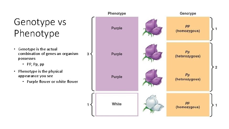 Genotype vs Phenotype • Genotype is the actual combination of genes an organism possesses Genotype vs Phenotype • Genotype is the actual combination of genes an organism possesses