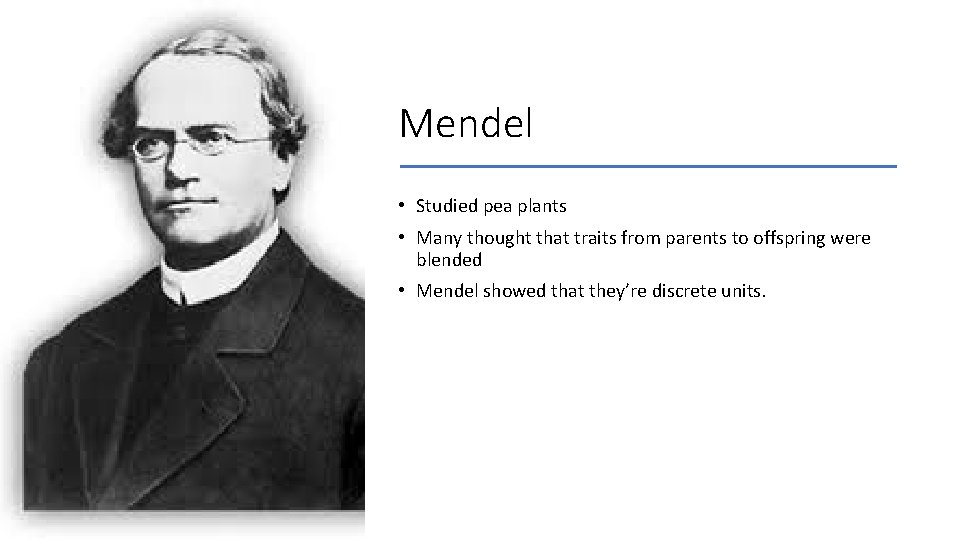 Mendel • Studied pea plants • Many thought that traits from parents to offspring Mendel • Studied pea plants • Many thought that traits from parents to offspring