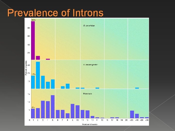 Prevalence of Introns Prevalence of Introns