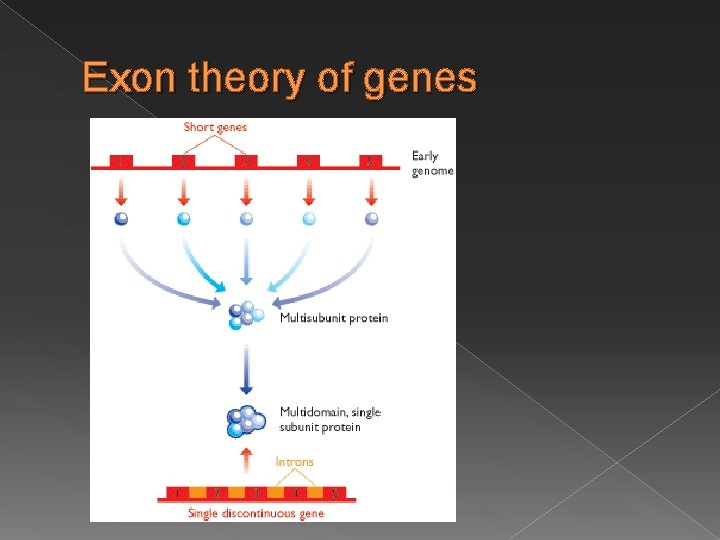 Exon theory of genes Exon theory of genes