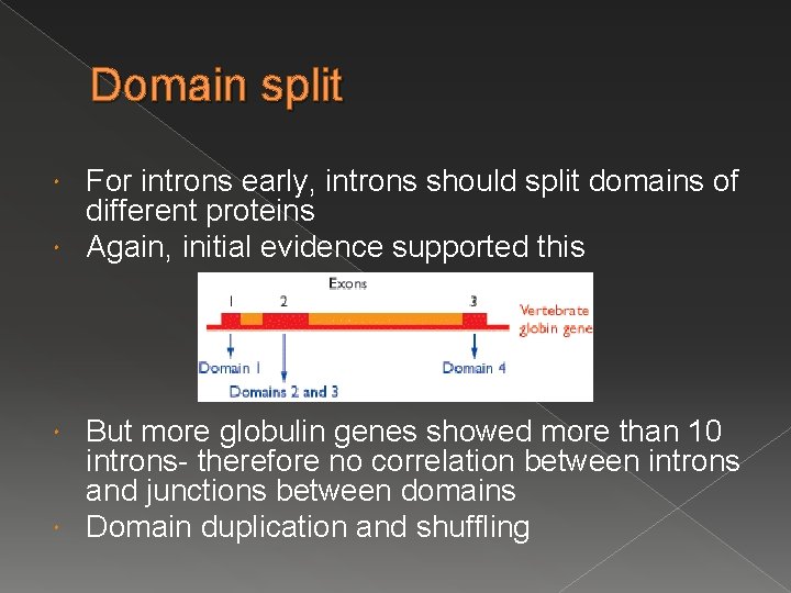 Domain split For introns early, introns should split domains of different proteins Again, initial Domain split For introns early, introns should split domains of different proteins Again, initial