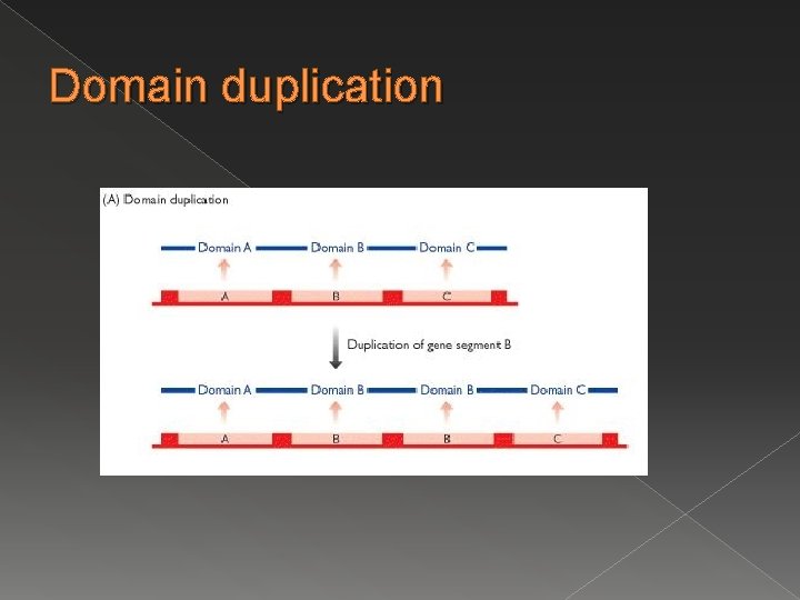 Domain duplication Domain duplication