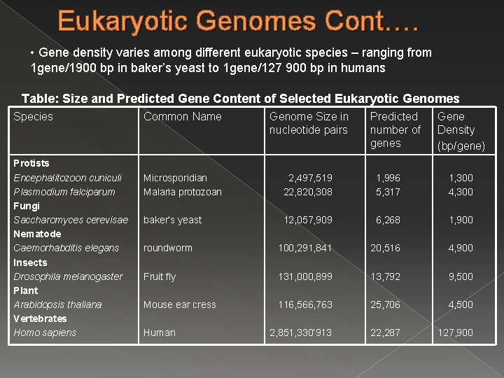 Eukaryotic Genomes Cont…. • Gene density varies among different eukaryotic species – ranging from Eukaryotic Genomes Cont…. • Gene density varies among different eukaryotic species – ranging from