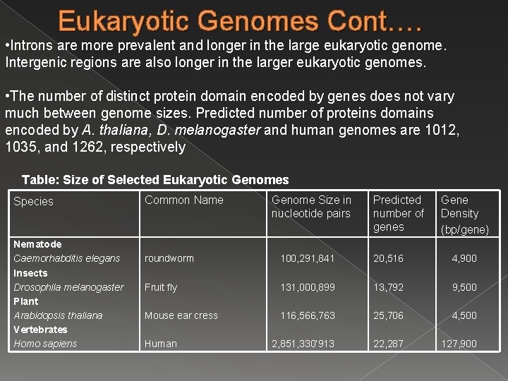 Eukaryotic Genomes Cont…. • Introns are more prevalent and longer in the large eukaryotic Eukaryotic Genomes Cont…. • Introns are more prevalent and longer in the large eukaryotic