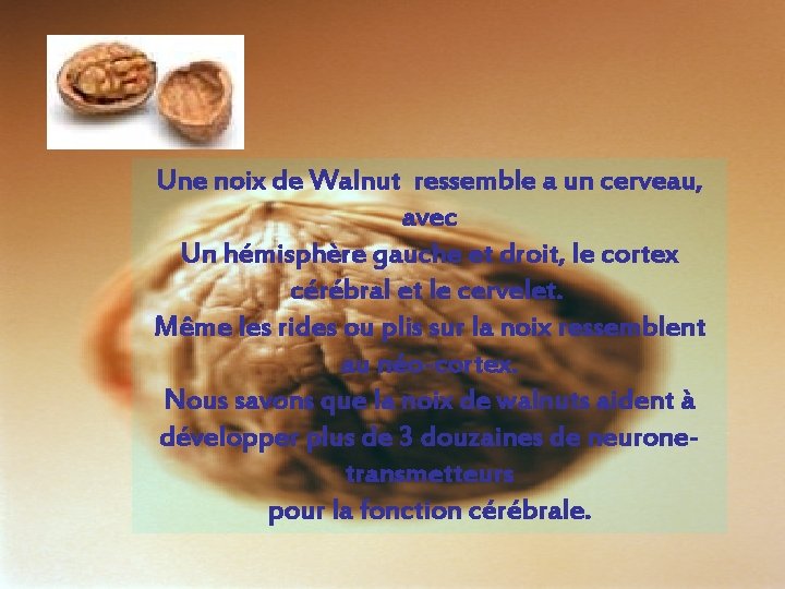 Une noix de Walnut ressemble a un cerveau, avec Un hémisphère gauche et droit,