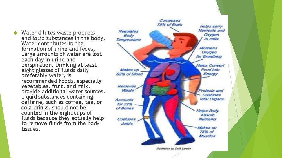  Water dilutes waste products and toxic substances in the body. Water contributes to