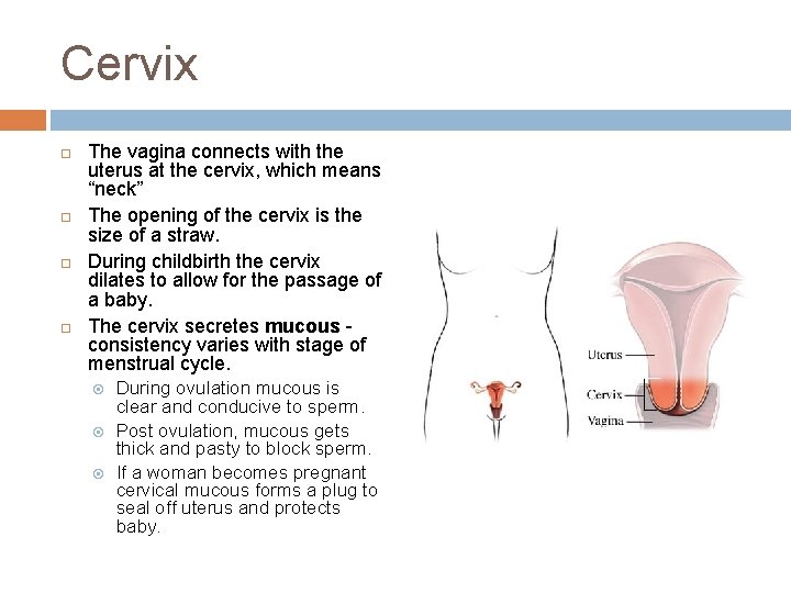 Cervix The vagina connects with the uterus at the cervix, which means “neck” The