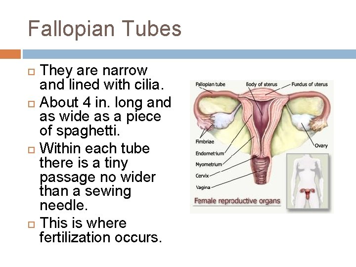 Fallopian Tubes They are narrow and lined with cilia. About 4 in. long and