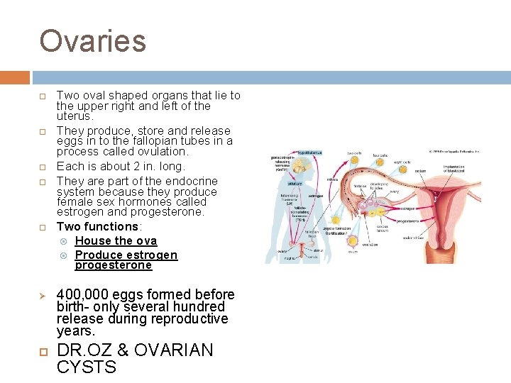 Ovaries Ø Two oval shaped organs that lie to the upper right and left