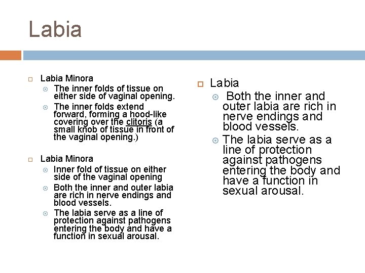 Labia Minora The inner folds of tissue on either side of vaginal opening. The