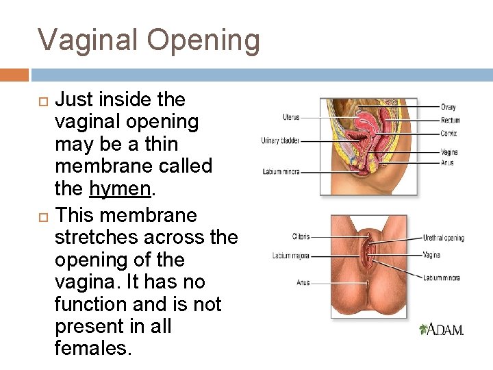Vaginal Opening Just inside the vaginal opening may be a thin membrane called the
