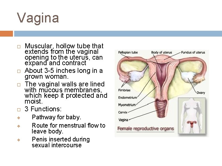 Vagina v v v Muscular, hollow tube that extends from the vaginal opening to