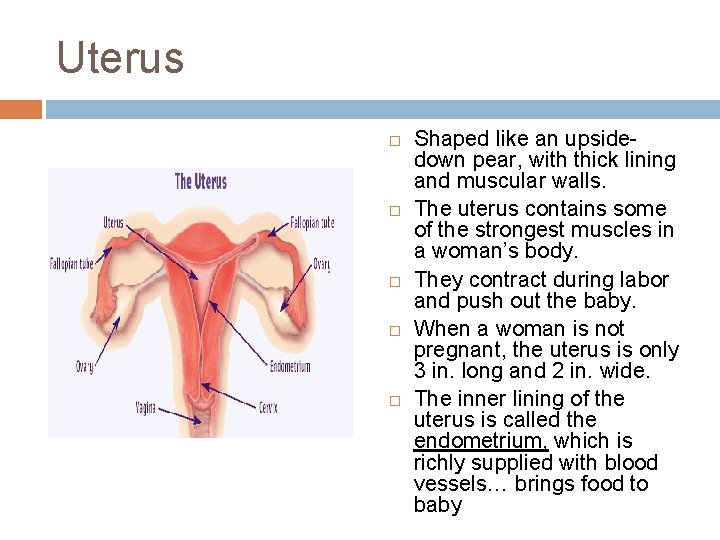 Uterus Shaped like an upsidedown pear, with thick lining and muscular walls. The uterus
