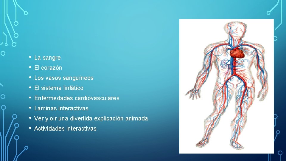  • • La sangre El corazón Los vasos sanguíneos El sistema linfático Enfermedades