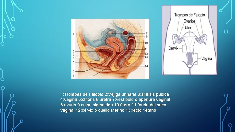 1: Trompas de Falopio 2: Vejiga urinaria 3: sínfisis púbica 4: vagina 5: clítoris