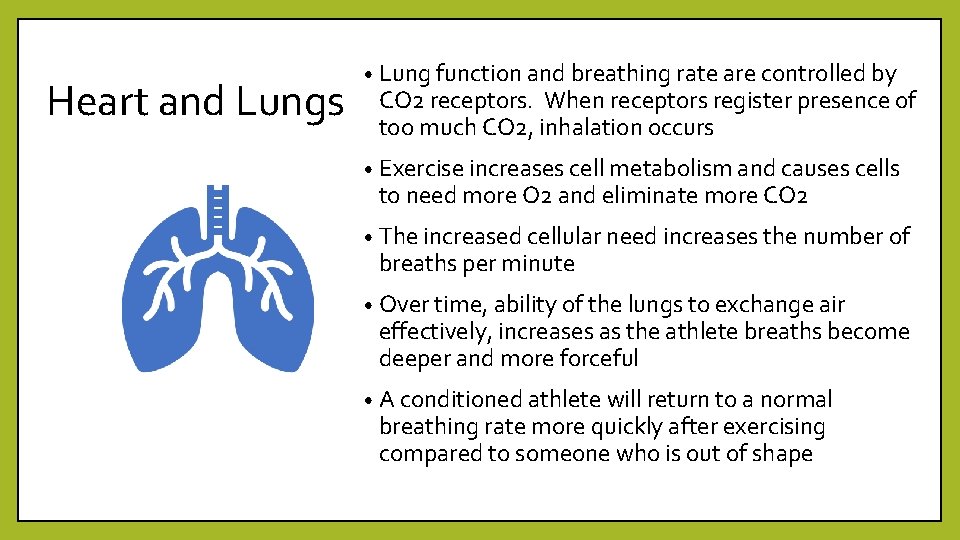 Heart and Lungs • Lung function and breathing rate are controlled by CO 2