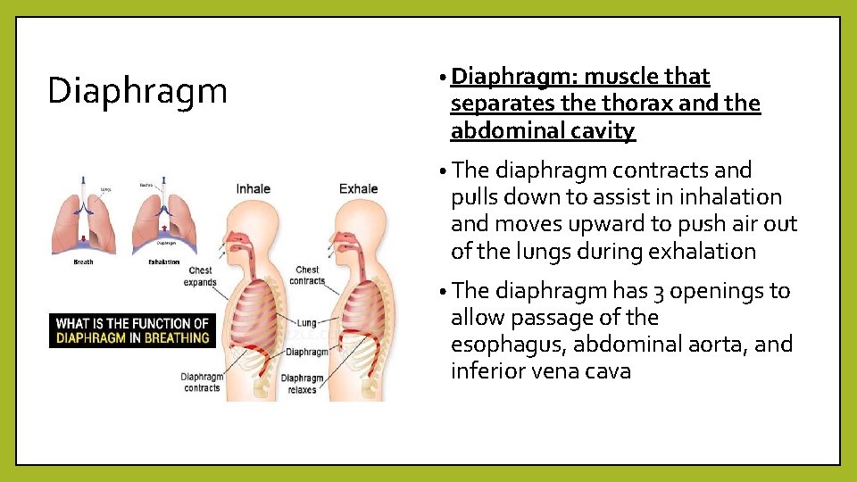 Diaphragm • Diaphragm: muscle that separates the thorax and the abdominal cavity • The
