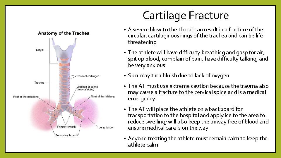 Cartilage Fracture • A severe blow to the throat can result in a fracture