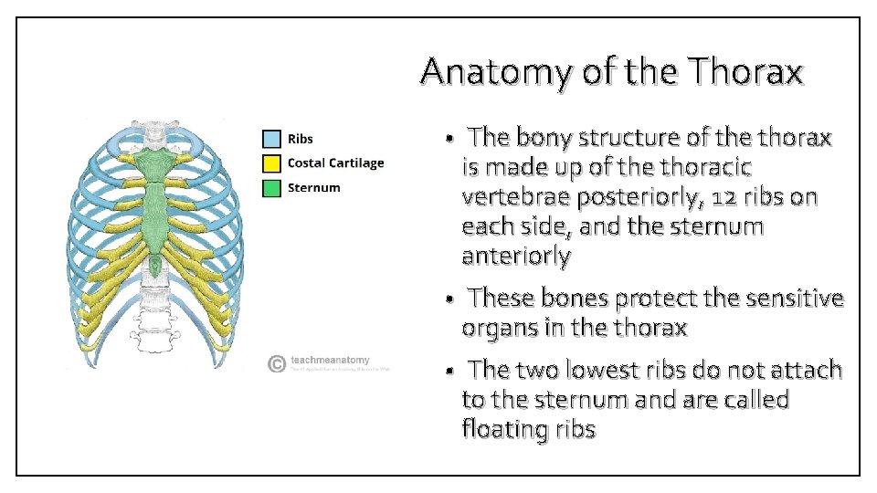 Anatomy of the Thorax • The bony structure of the thorax is made up