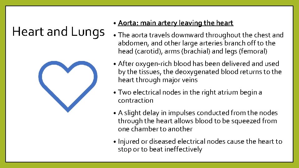 Heart and Lungs • Aorta: main artery leaving the heart • The aorta travels