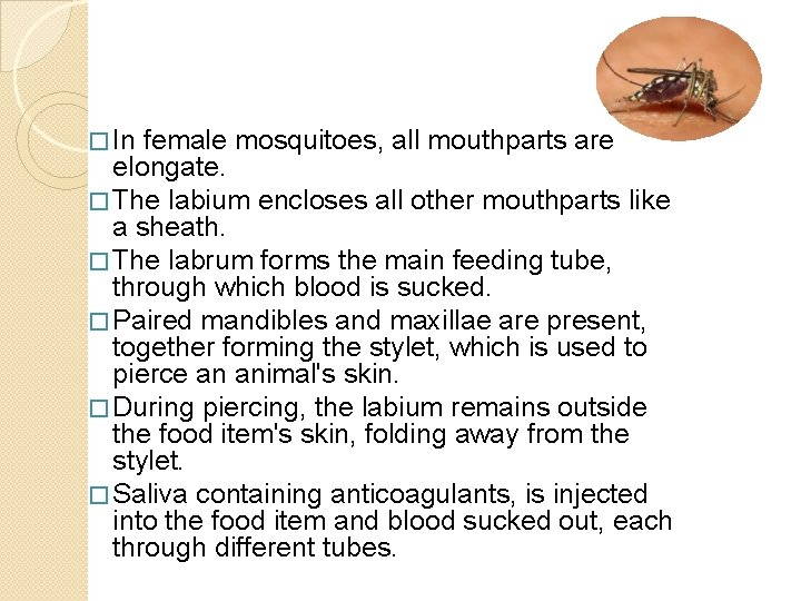 � In female mosquitoes, all mouthparts are elongate. � The labium encloses all other � In female mosquitoes, all mouthparts are elongate. � The labium encloses all other