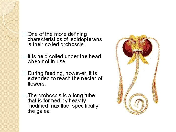 � One of the more defining characteristics of lepidopterans is their coiled proboscis. � � One of the more defining characteristics of lepidopterans is their coiled proboscis. �