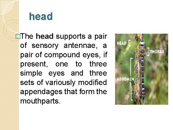 head �The head supports a pair of sensory antennae, a pair of compound eyes, head �The head supports a pair of sensory antennae, a pair of compound eyes,