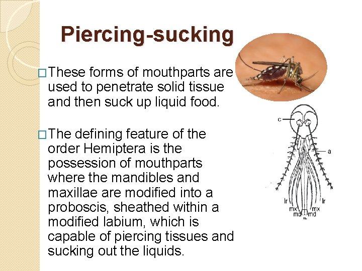 Piercing-sucking �These forms of mouthparts are used to penetrate solid tissue and then suck Piercing-sucking �These forms of mouthparts are used to penetrate solid tissue and then suck