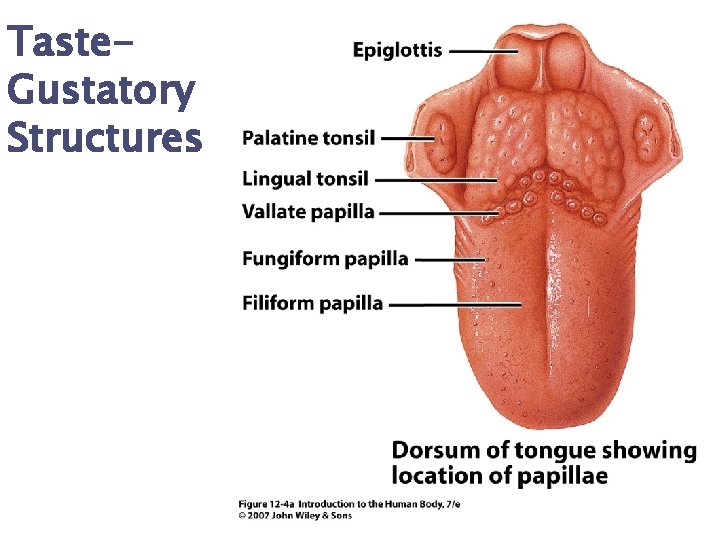 Taste. Gustatory Structures 
