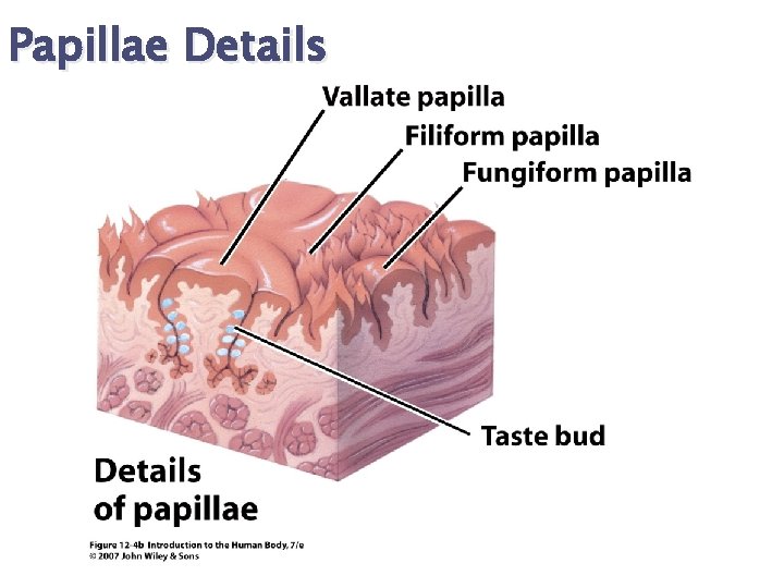 Papillae Details 
