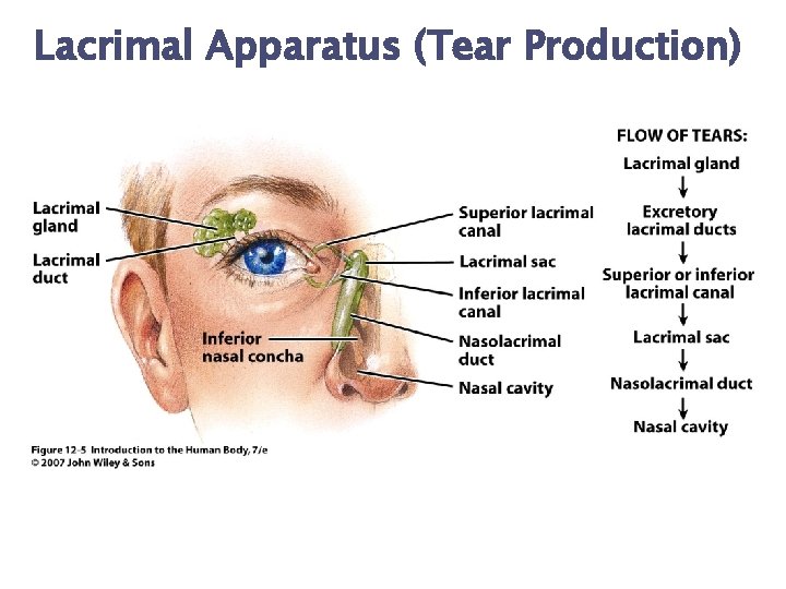 Lacrimal Apparatus (Tear Production) 