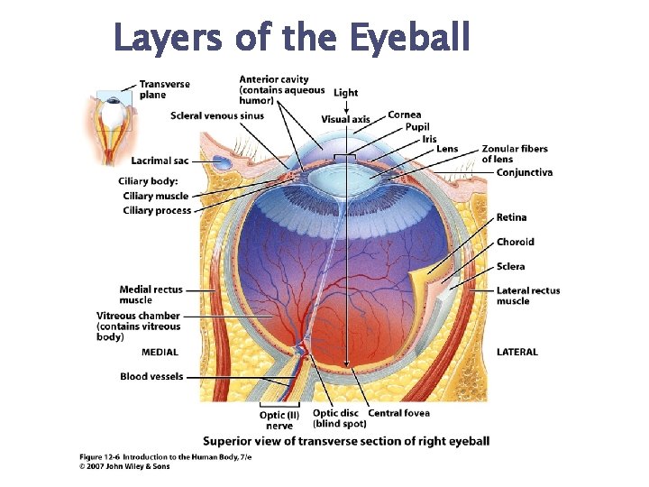 Layers of the Eyeball 