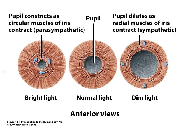 Figure 12. 7 